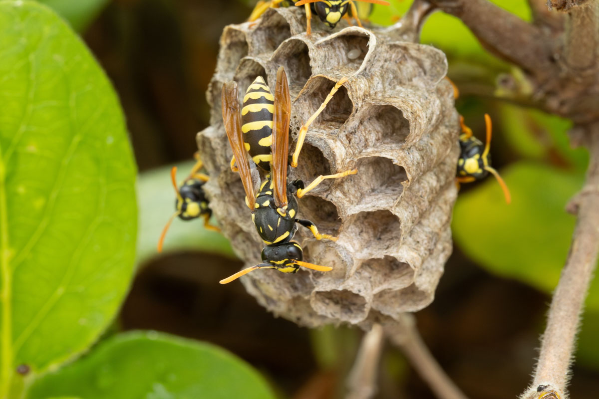 Un dettaglio macro di un piccolo nido di vespe fra le foglie, si vedono bene le celle e tre vespe gialle e nere che camminano su di esso